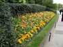  parterre de fleurs